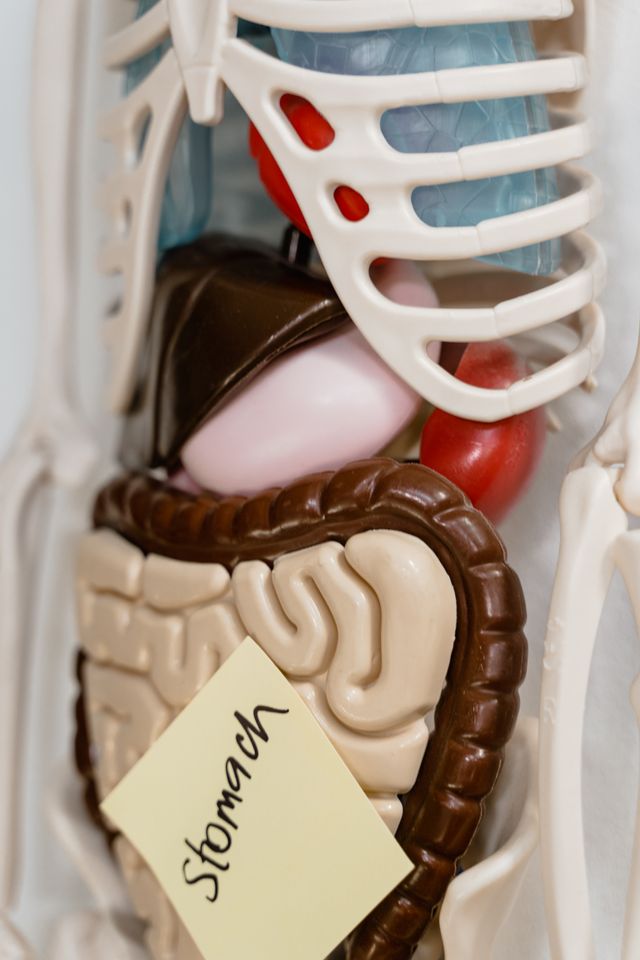 Digestion, Absorption, Transportation